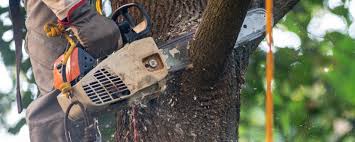 Best Tree Preservation Services  in Sparks, TX