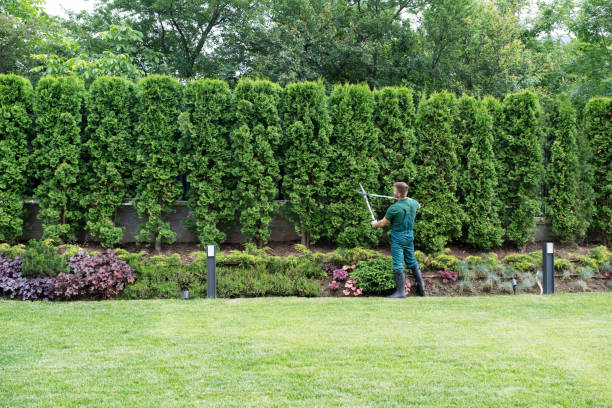 Best Tree Mulching  in Sparks, TX