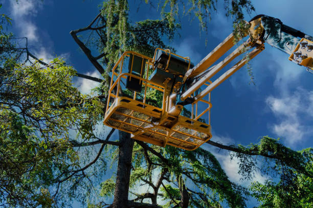 Best Tree Trimming and Pruning  in Sparks, TX