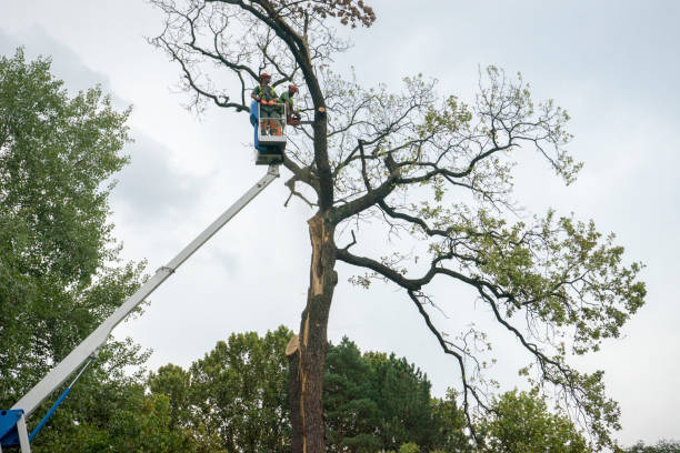 Professional Tree Services in Sparks, TX