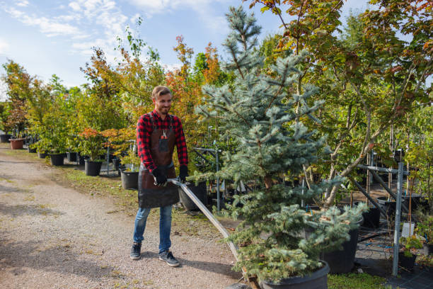 Best Storm Damage Tree Cleanup  in Sparks, TX