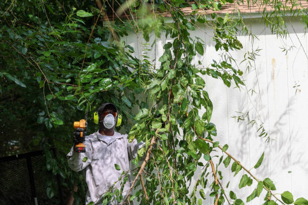 How Our Tree Care Process Works  in  Sparks, TX