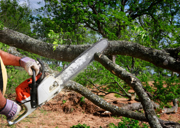 Best Tree Disease Treatment  in Sparks, TX